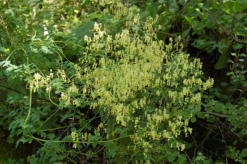 Image of Thalictrum minus specimen.