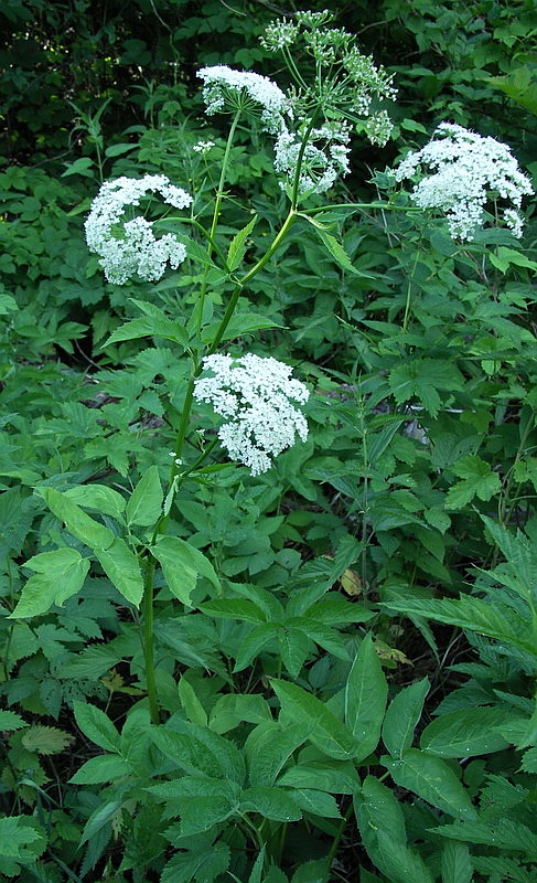 Image of Aegopodium podagraria specimen.