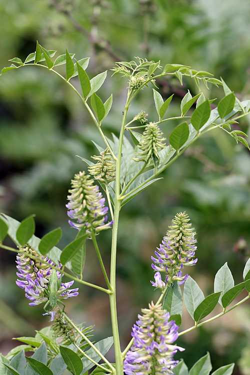 Изображение особи Glycyrrhiza soongorica.