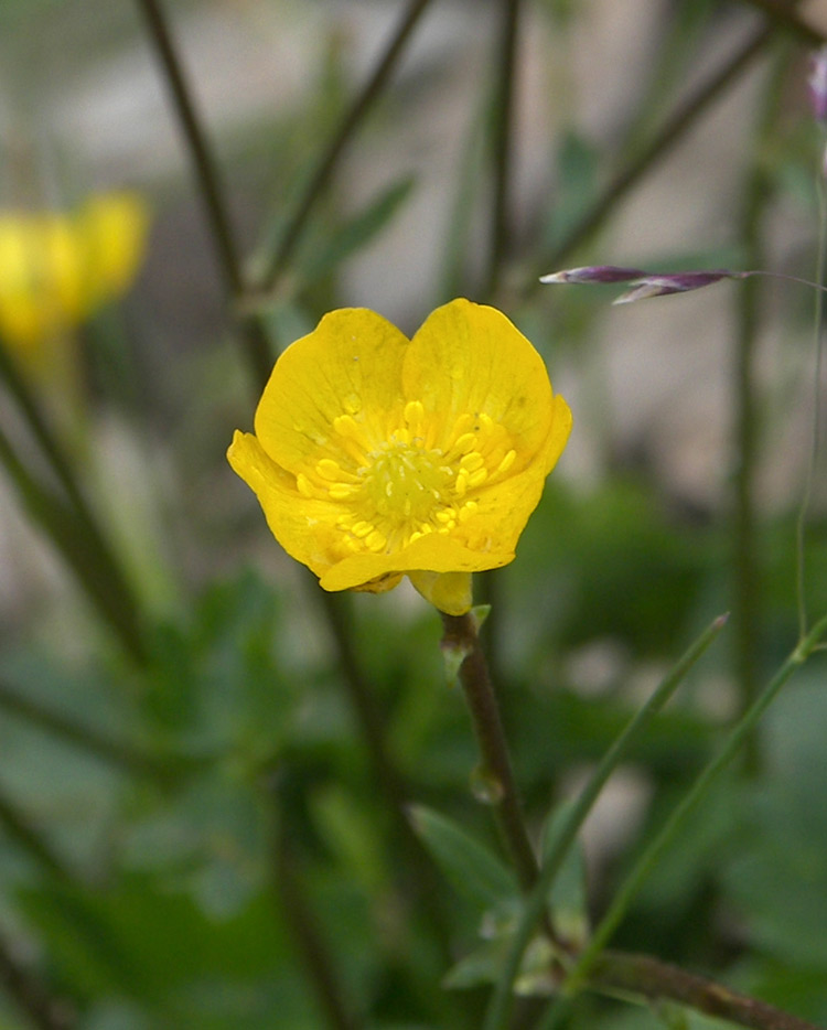 Изображение особи Ranunculus brachylobus.