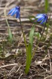 Scilla armena