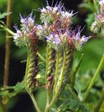 Phacelia tanacetifolia. Верхушки растения с соцветиями и созревающими соплодиями (культивар). Московская обл., Раменский р-н, окр. дер. Хрипань, садовый участок. 01.08.2015.