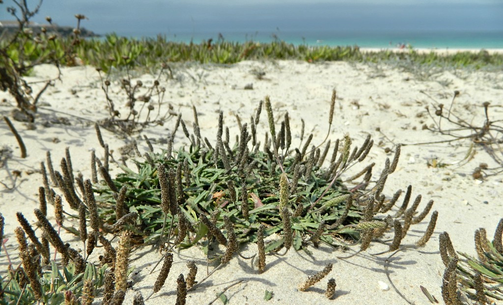 Изображение особи Plantago coronopus.