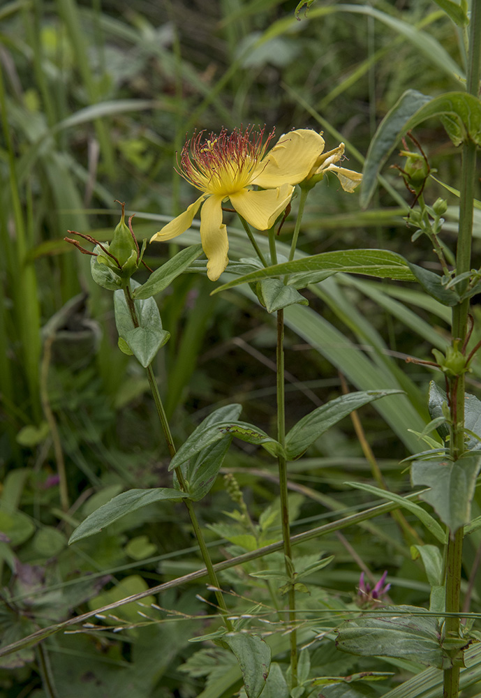 Image of Hypericum ascyron specimen.