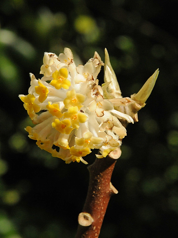 Image of Edgeworthia gardneri specimen.