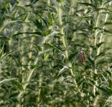 Carthamus lanatus. Средние части побегов с отдыхающей голубянкой. Крым, Бахчисарайский р-н, с. Трудолюбовка, у дороги. 21.06.2015.