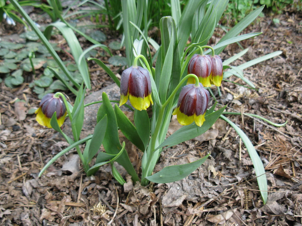 Image of Fritillaria michailovskyi specimen.