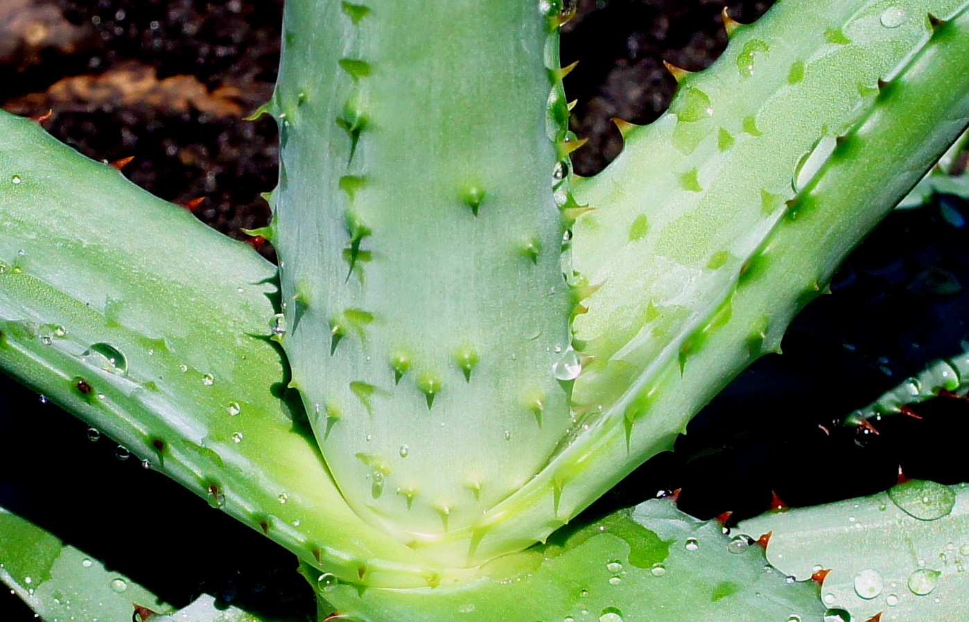 Image of Aloe ferox specimen.