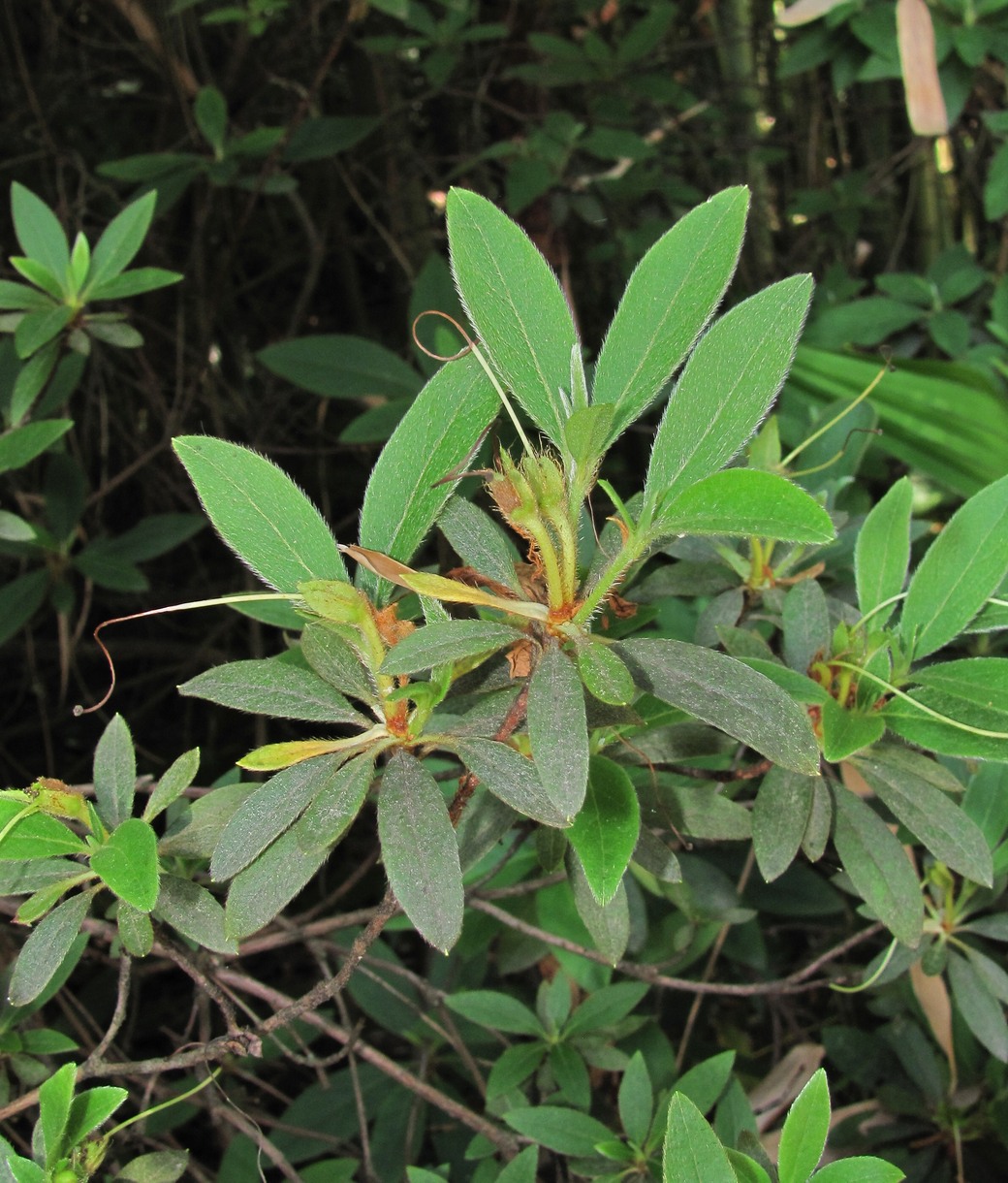 Изображение особи Rhododendron simsii.