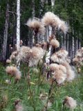 Cirsium setosum. Верхушка плодоносящего растения. Свердловская обл., г. Екатеринбург, окр. пос. Шабровский, обочина дороги. 15.08.2015.