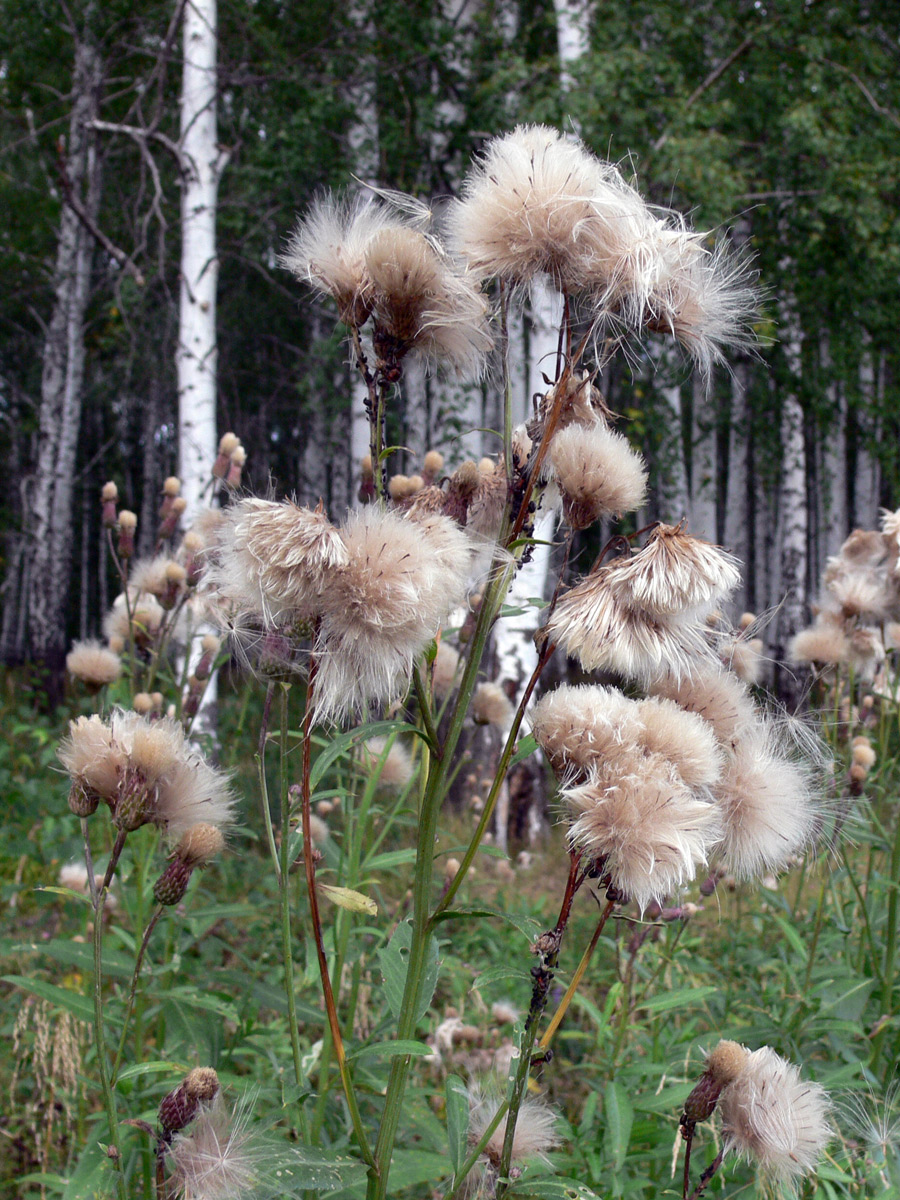 Изображение особи Cirsium setosum.