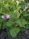 Nicotiana alata