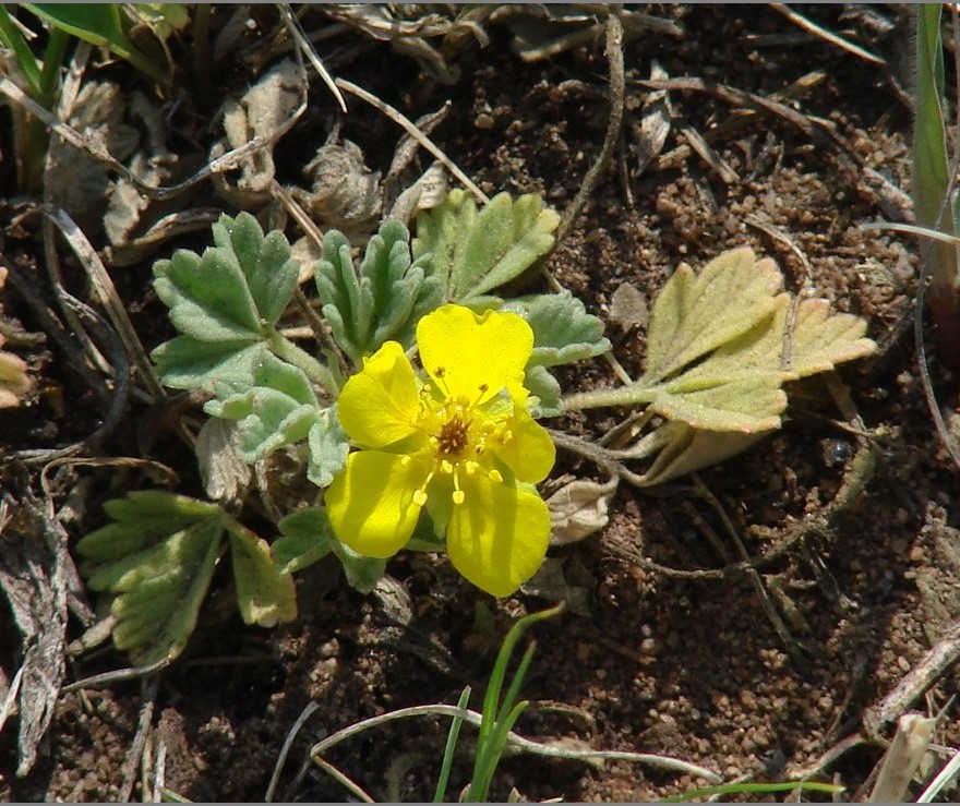 Изображение особи Potentilla acaulis.