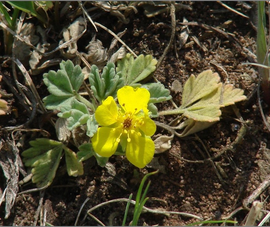 Image of Potentilla acaulis specimen.