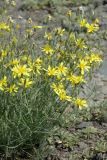 Youngia tenuifolia ssp. altaica