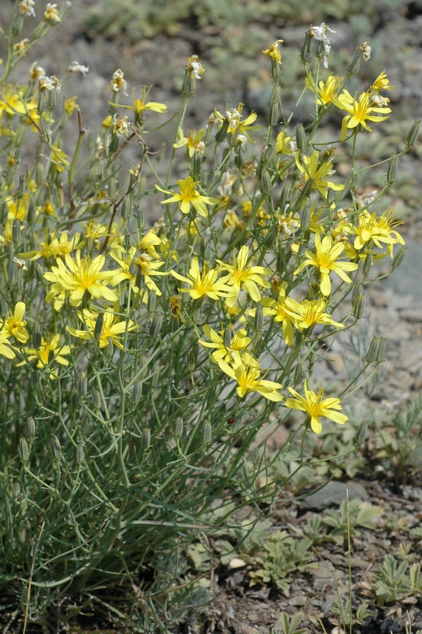 Image of Youngia tenuifolia ssp. altaica specimen.