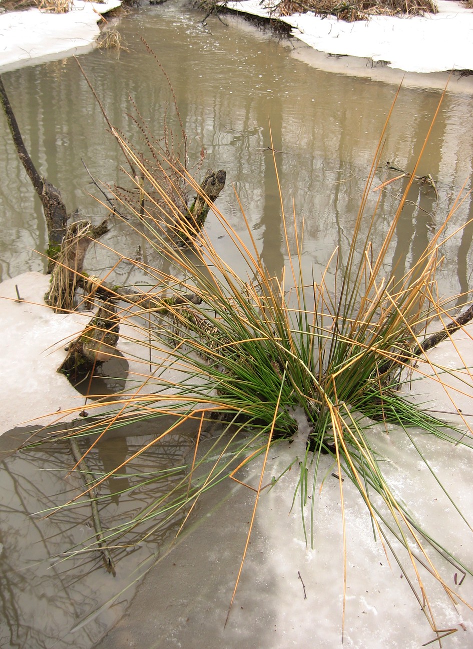 Image of Juncus effusus specimen.
