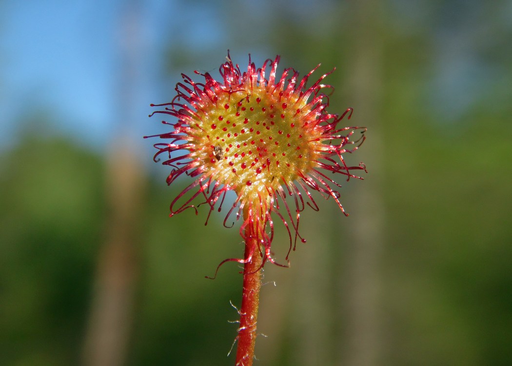 Изображение особи Drosera rotundifolia.