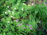 Geranium sylvaticum