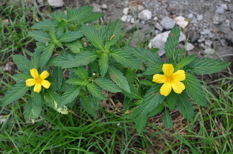 Image of Turnera ulmifolia specimen.