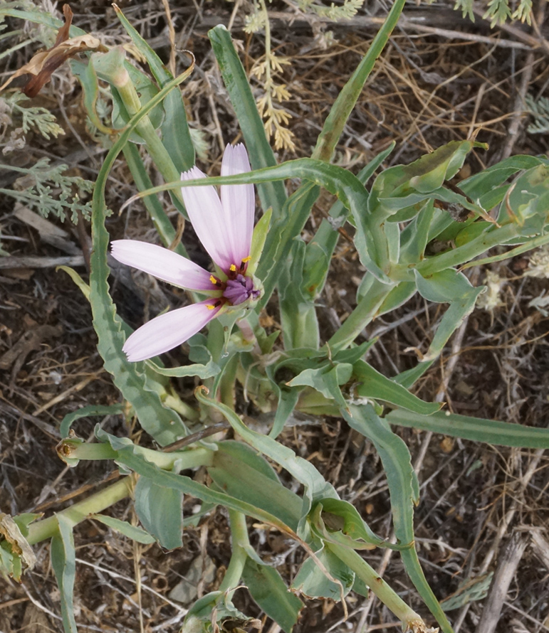 Изображение особи Tragopogon marginifolius.