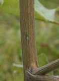 Arctium leiospermum