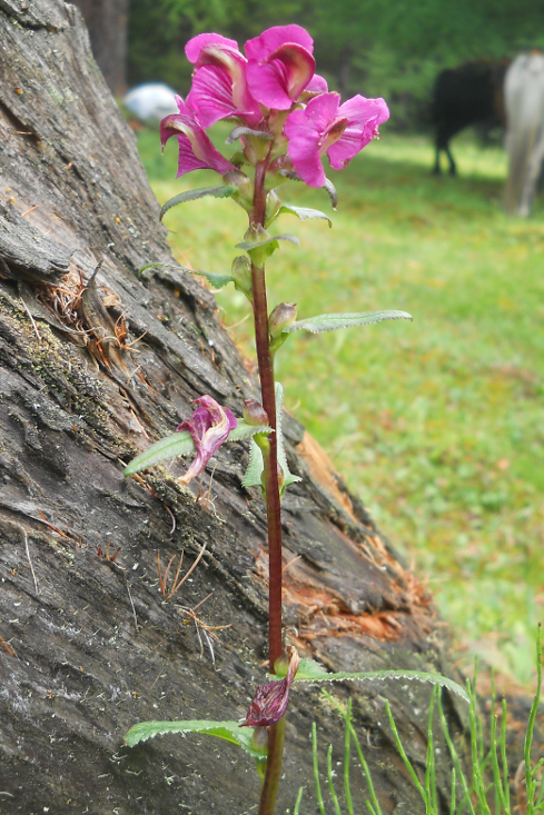 Изображение особи Pedicularis resupinata.