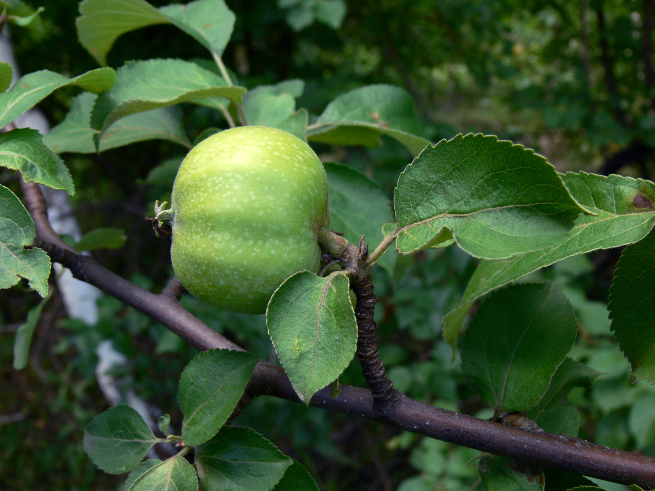 Image of Malus domestica specimen.