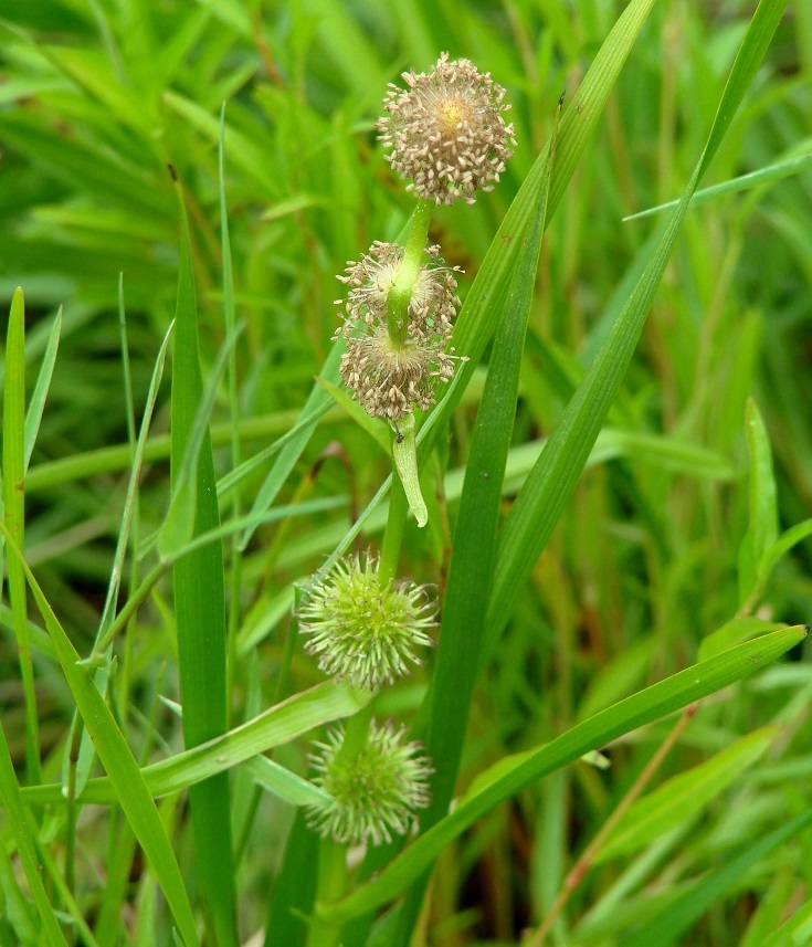 Image of Sparganium emersum specimen.