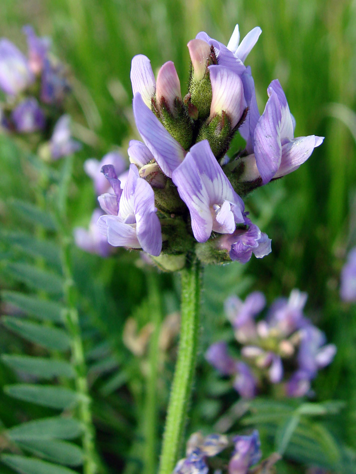 Изображение особи Astragalus danicus.