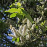 Salix caprea