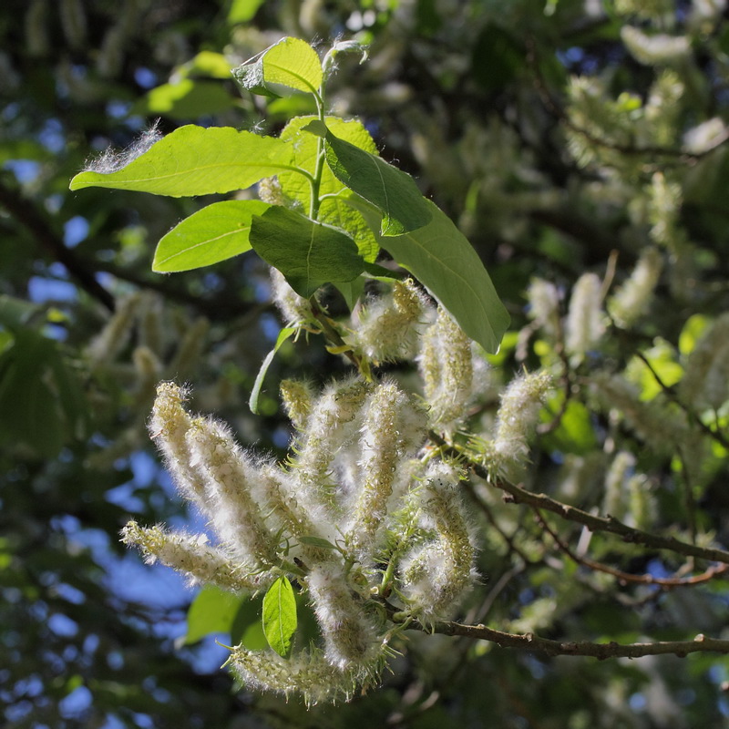 Image of Salix caprea specimen.