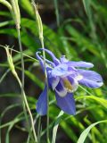 Aquilegia amurensis. Цветок и плоды. Якутия (Саха), Алданский р-н, левый берег р. Алдан в 5 км выше устья Тимптона. 19.06.2008.