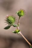 Cousinia tenella