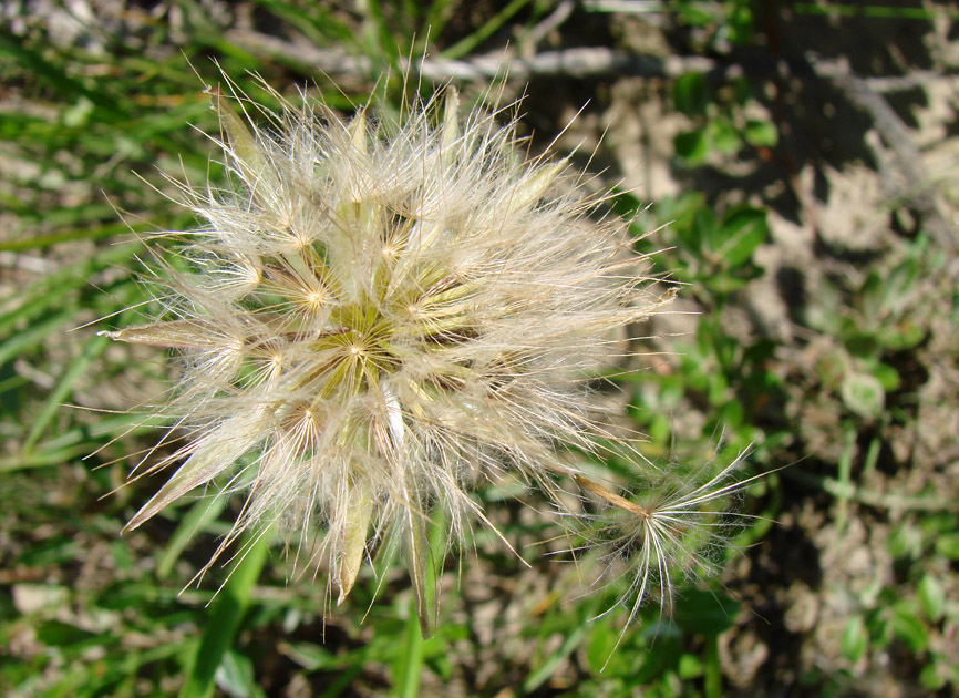 Image of Scorzonera radiata specimen.