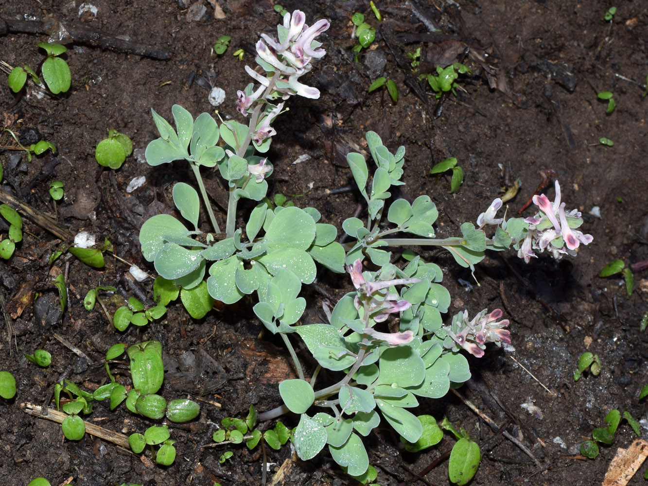 Image of Corydalis ledebouriana specimen.