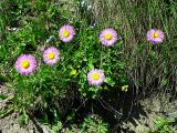 Erigeron venustus