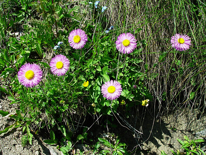 Image of Erigeron venustus specimen.