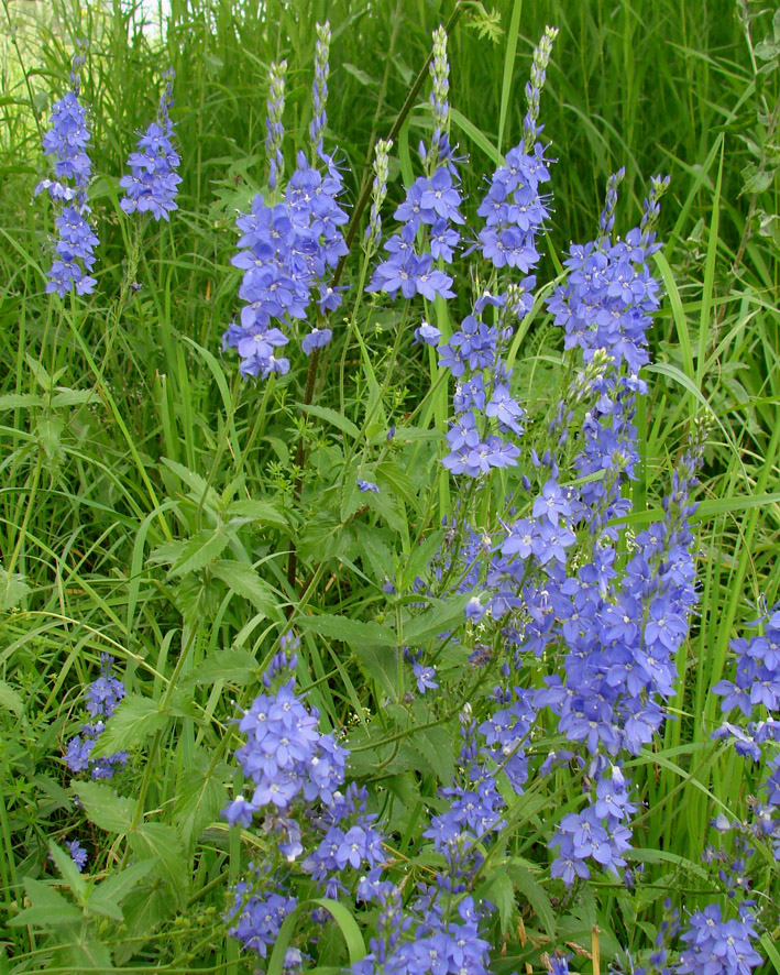 Image of Veronica teucrium specimen.
