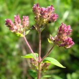 Origanum vulgare. Верхушка плодоносящего растения. Окр. Томска, суходольный луг. 25.08.2009.