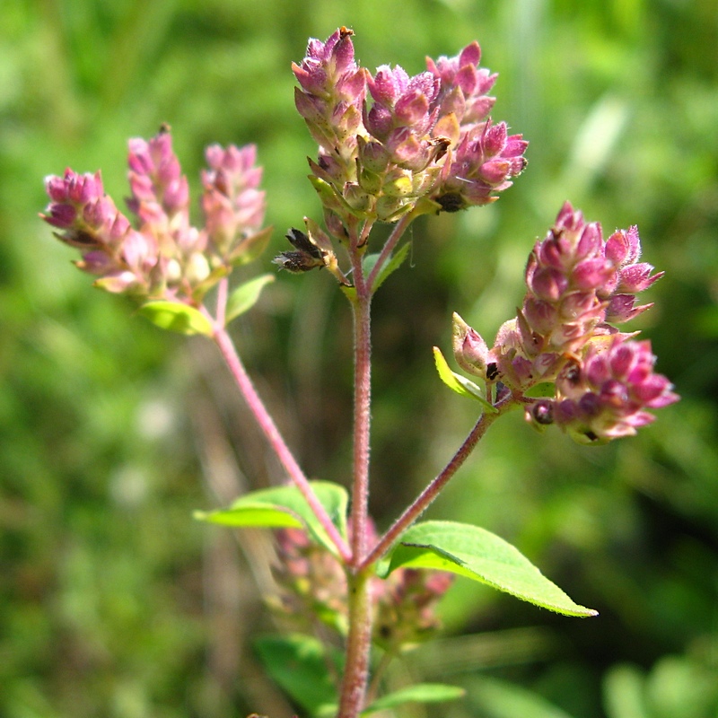 Изображение особи Origanum vulgare.