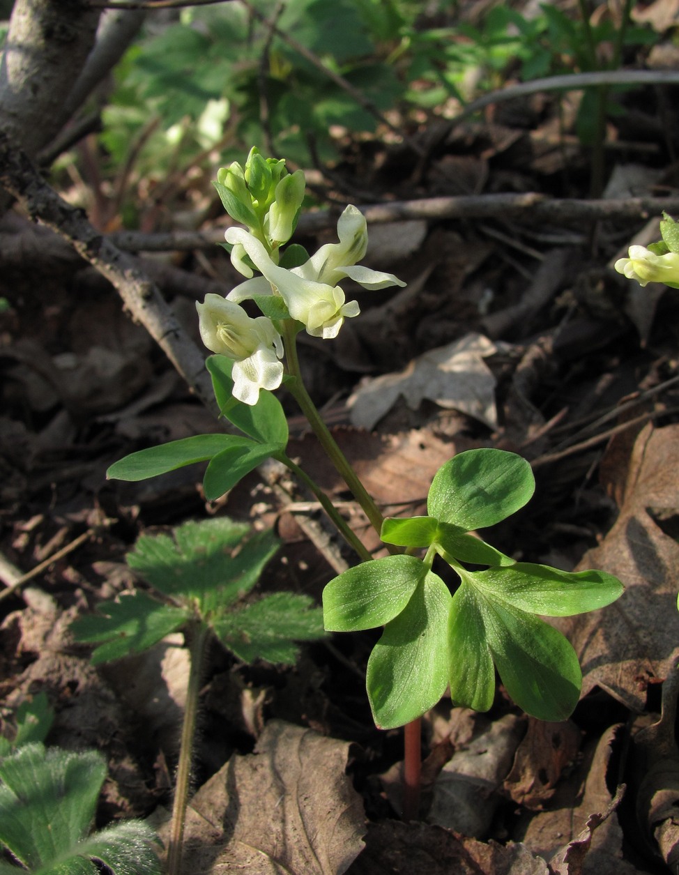 Image of Corydalis marschalliana specimen.