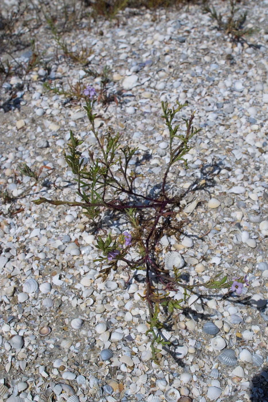 Image of Cakile euxina specimen.