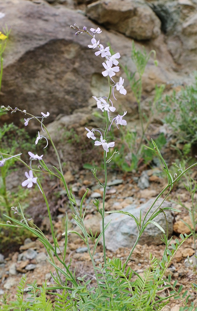 Изображение особи Linaria armeniaca.