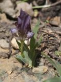 Iris suaveolens