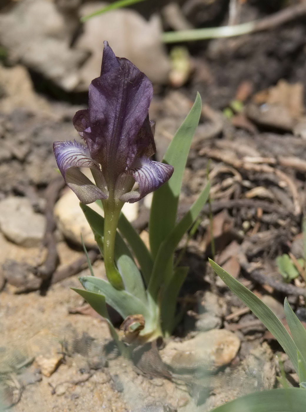 Image of Iris suaveolens specimen.