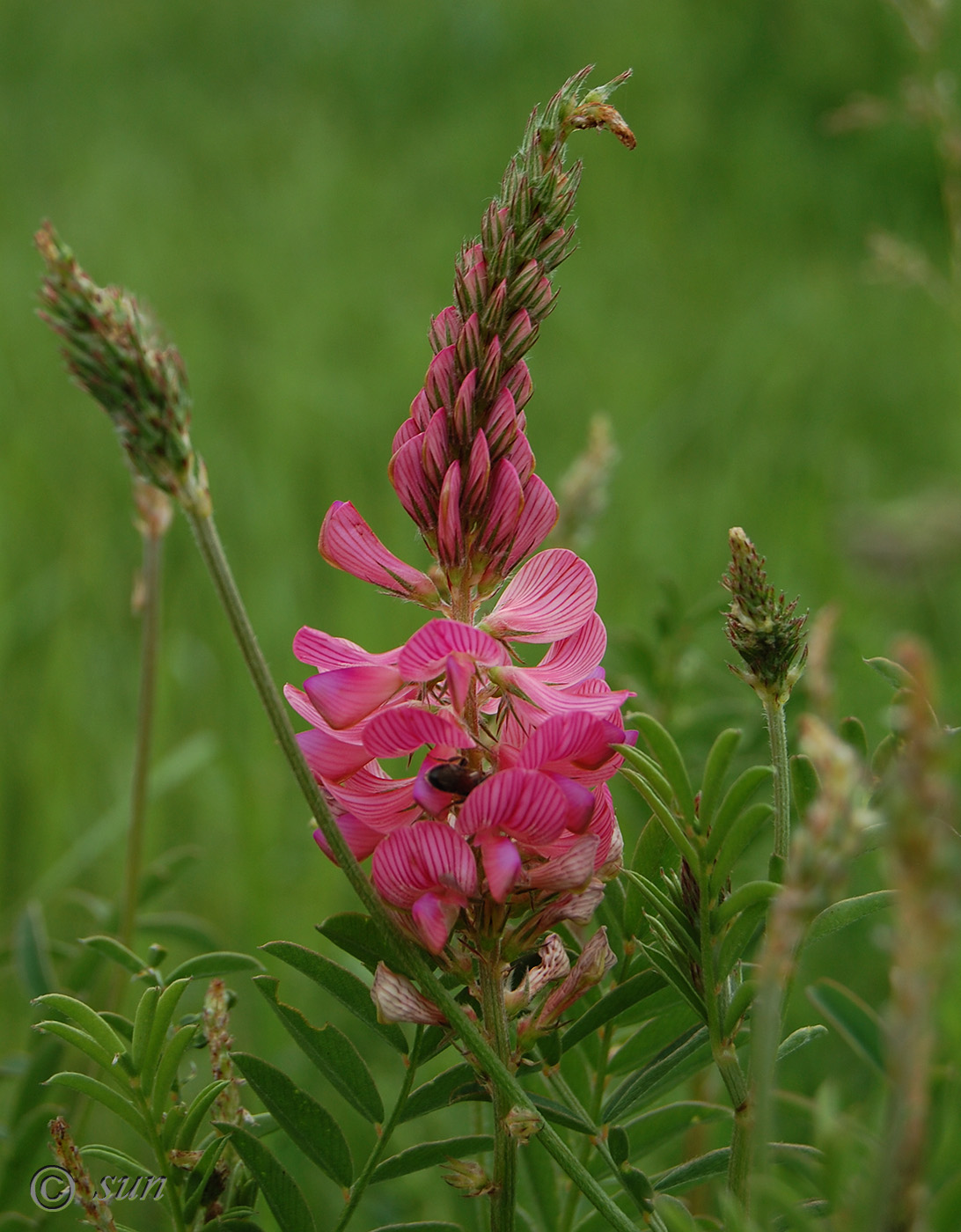 Изображение особи Onobrychis arenaria.