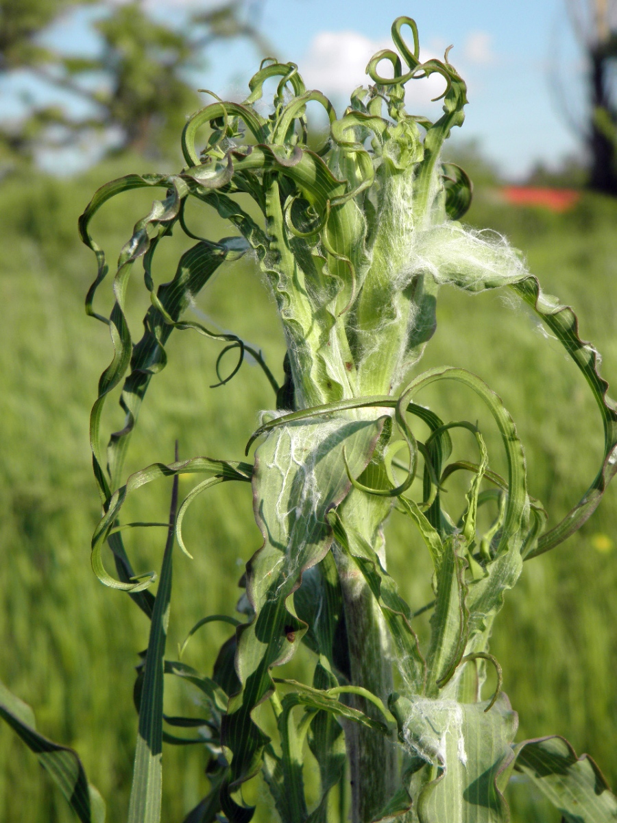 Image of Tragopogon dasyrhynchus specimen.