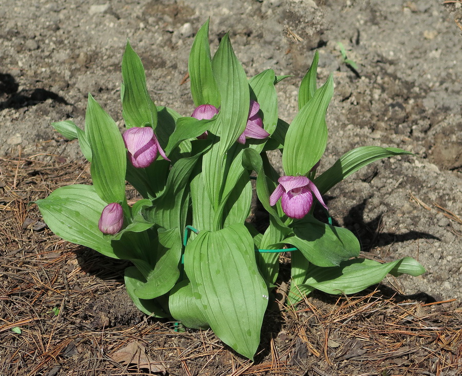Image of Cypripedium macranthos specimen.
