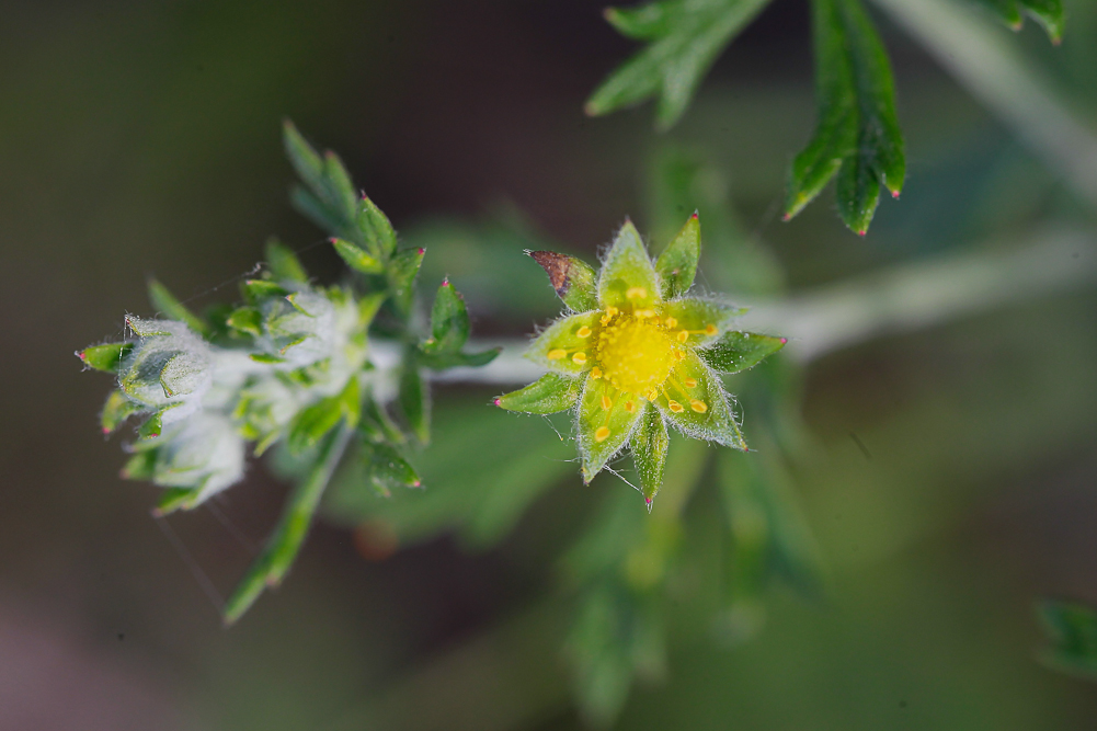 Image of Potentilla argentea specimen.